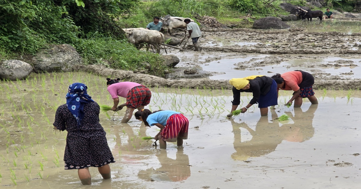 धान रोपाइँमा ढिलाइ: साउन ४ सम्म ७२.१४ प्रतिशत मात्रै सम्पन्न, मधेसमा सबैभन्दा कम